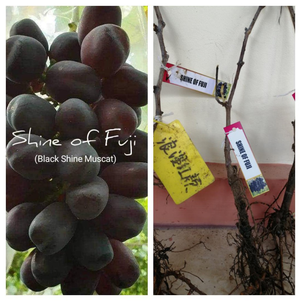 Bibit Anggur Import Bareroot Ownroot Varian Terbaru