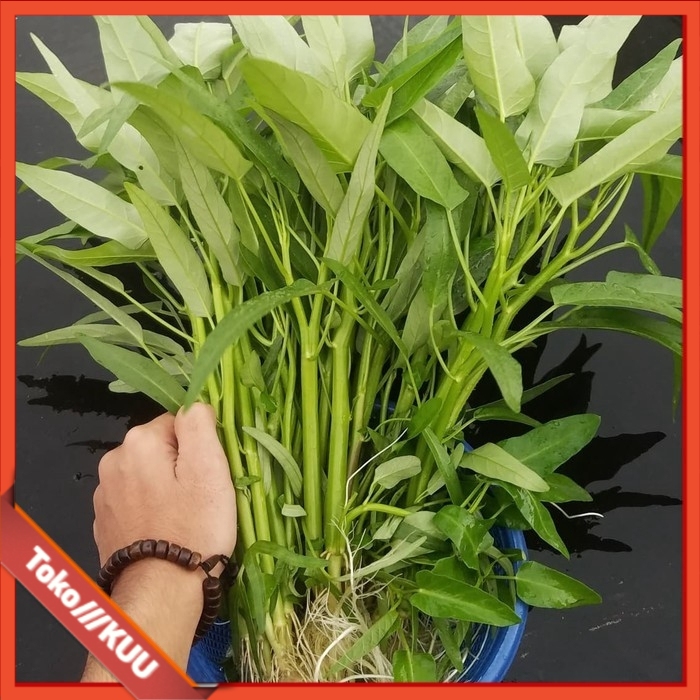 BIBIT BENIH SAYURAN KANGKUNG 20GRAM  20gr