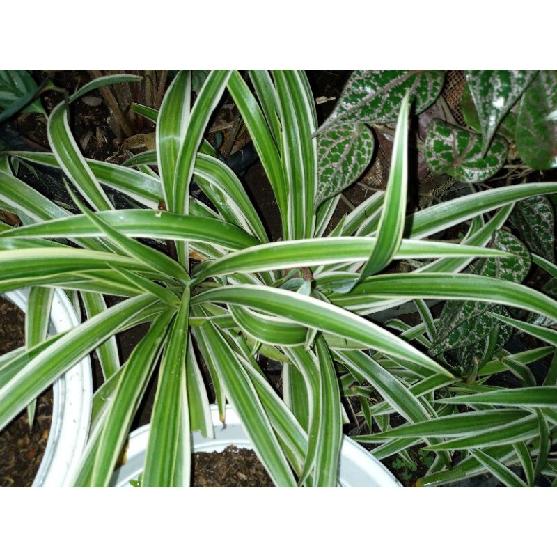 Bunga hias lili paris