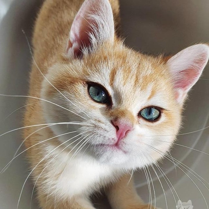 Storage Keranjang Multifungsi Desktop Box Organizer Nj55