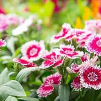 Benih Bibit Biji - Bunga Dianthus Chinese Pink Dianthus chinensis Anyelir Flower Seeds - IMPORT