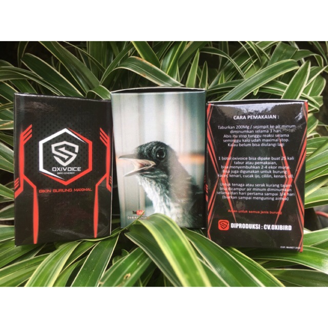 OXIVOICE ENERGY ORIGINAL VITAMIN BURUNG MURAI BATU