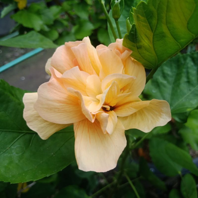 Bunga Sepatu & Hibiscus kuning tumpuk Tanaman hias hidup