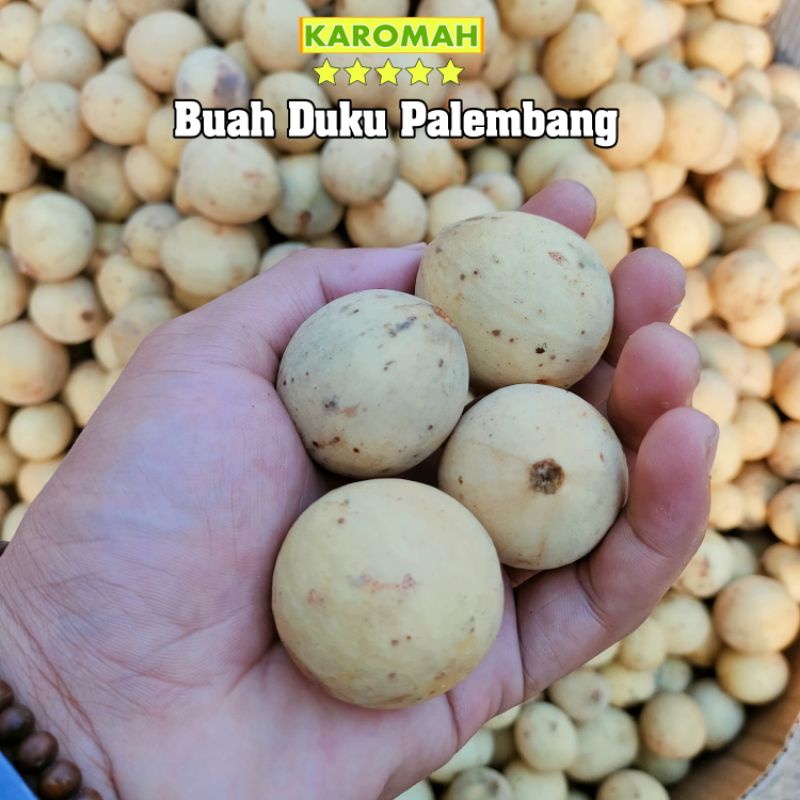 

buah duku palembang kompring 500gr/ duku palembang punya