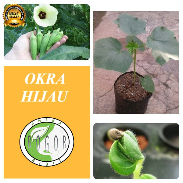 Jual Bibit Pohon Tanaman Okra Hijau Shopee Indonesia