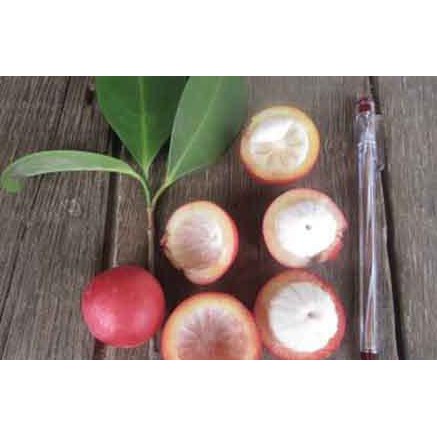 Bibit Tanaman Buah Manggis Merah (Mundar) dic@ri