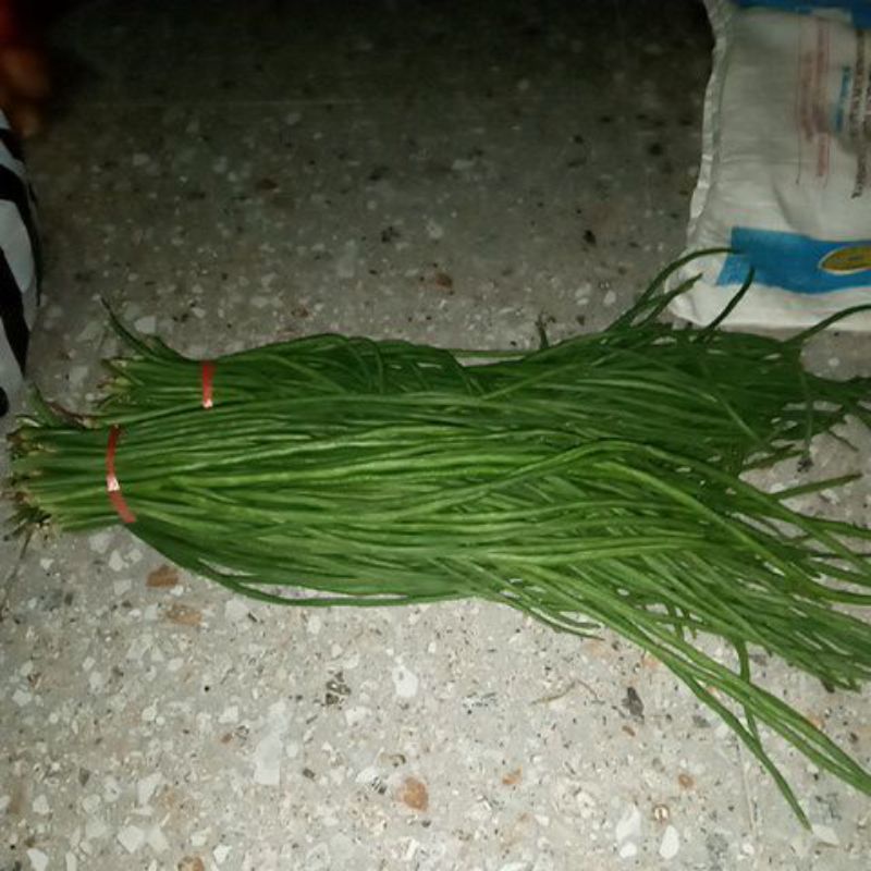 

Kacang Panjang