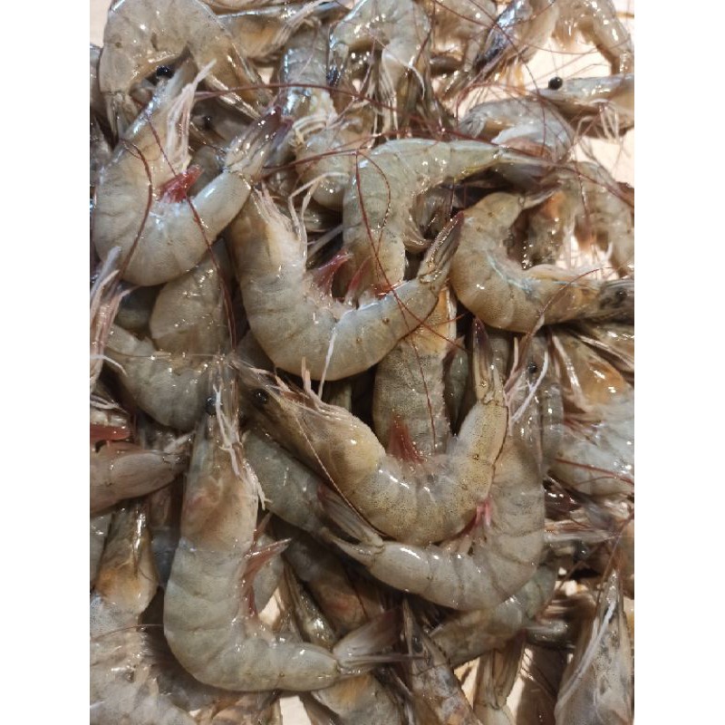 

Udang faname / vaname / tambak Premium UKURAN BESAR Super 500gram packing rapih