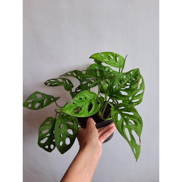 monstera acuminata Rimbun / janda bolong jenis daun besar rimbun