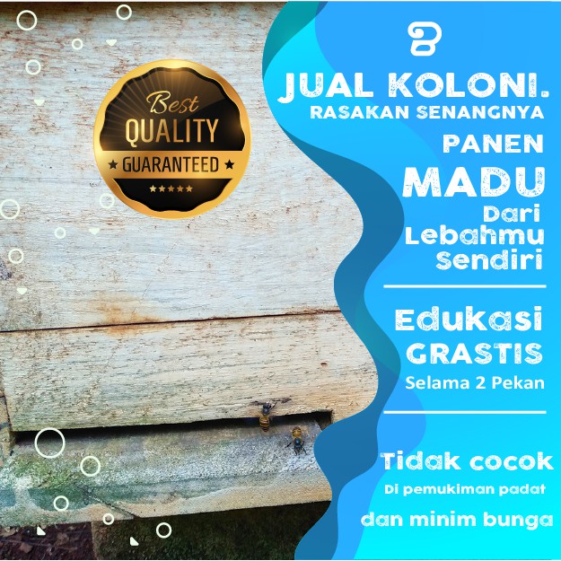 Jual Lebah Lokal. Apis Cerana. Isi 4 Sisir KOLONI LEBAH LEBAH MADU BETERNAK LEBAH MADU MURNI