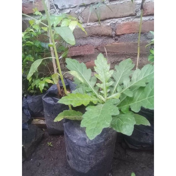 

pohon dewa daun dewa samsit herbal