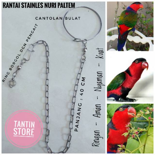 Rantai Stainles Burung Nuri Kepala Hitam