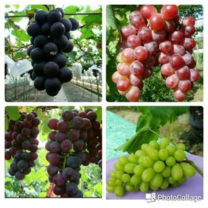 paket 4 bibit anggur