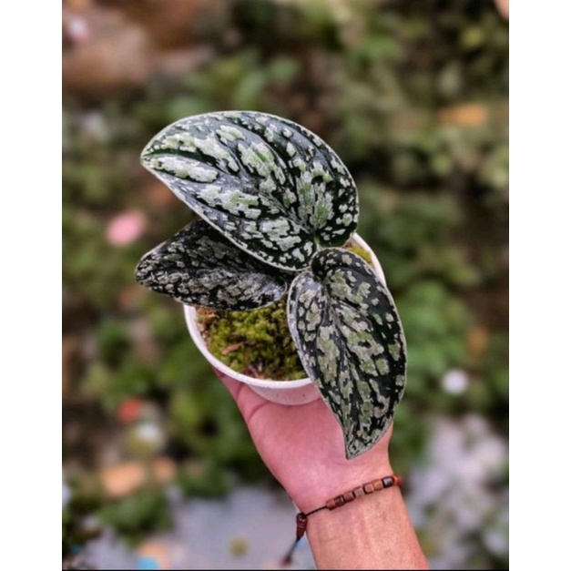 scindapsus tricolor. 3 warna +(bonus)