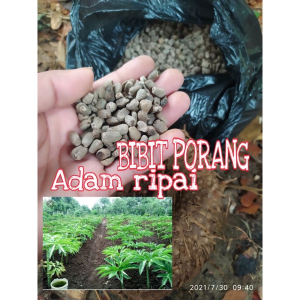 bibit bunga biji porang super