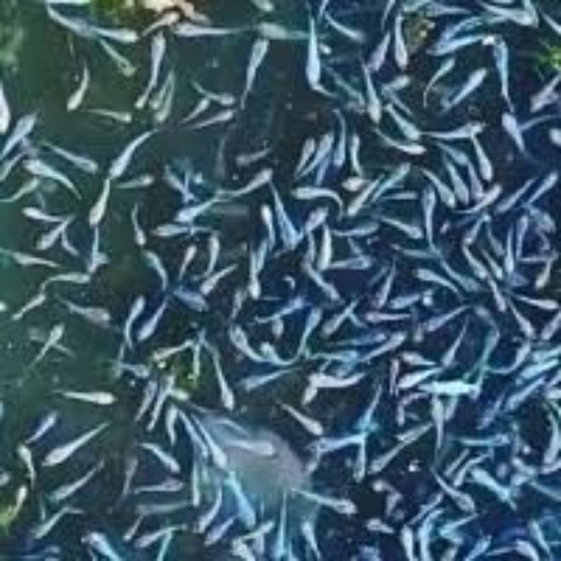 ikan cupang blue rim