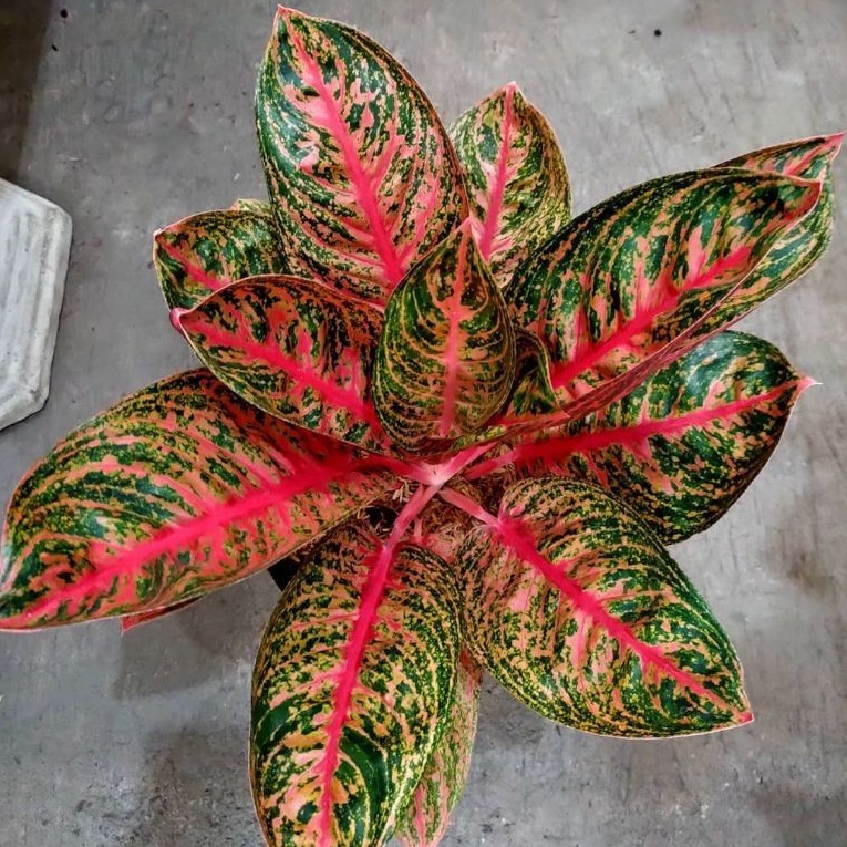 Aglonema Tiara Tanaman Hias Bunga Aglaonema Murah Merah BUKAN bonggol bibit
