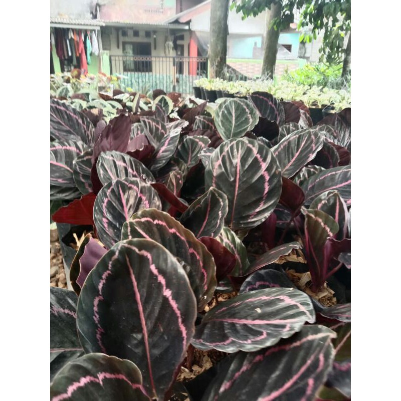 tanaman hias calathea black lipstik