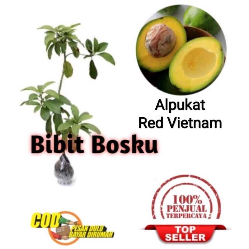 Bibit Alpukat Red Vietnam (Asli)