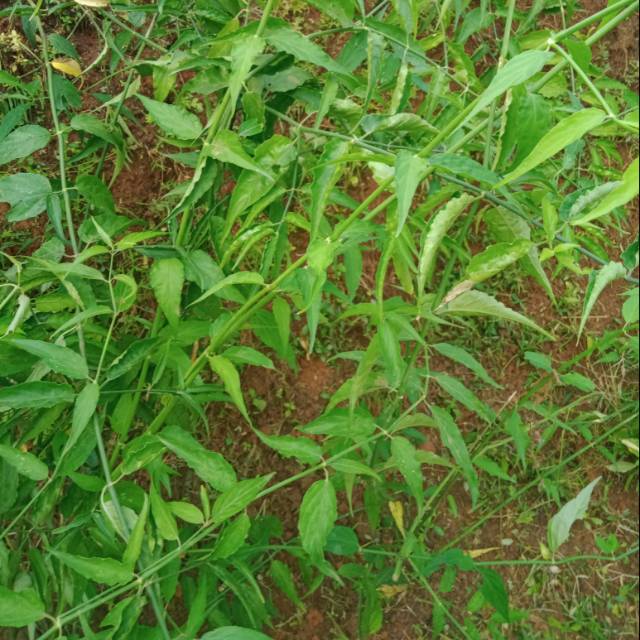 

Belalai gajah,tanpa batang(1kg)