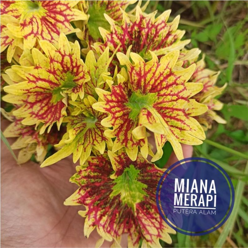 Miana id Merapi/jawer kotok/coleus