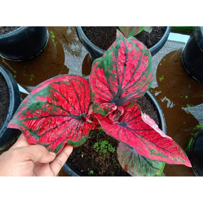Umbi Caladium Bondan - keladi hias hybrid import thailand