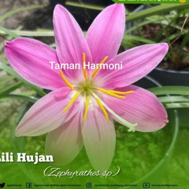 Tanaman Hias Lili hujan merah - pohon lili rain merah