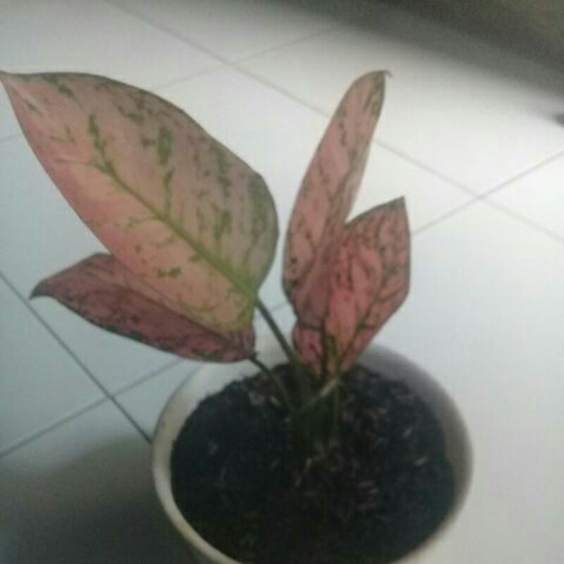 

aglonema valentine pink indukan