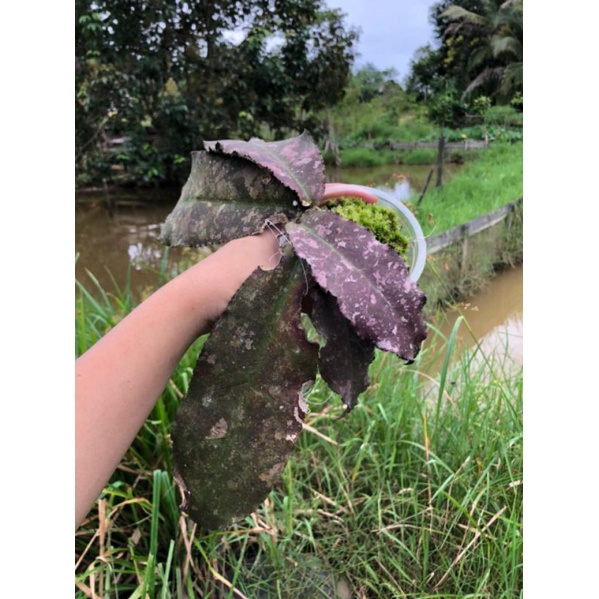 Hoya Undulata Splash