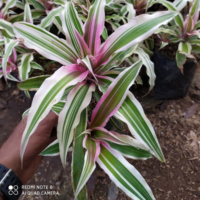 tanaman hias bromelia mini pink / cryptantus pink