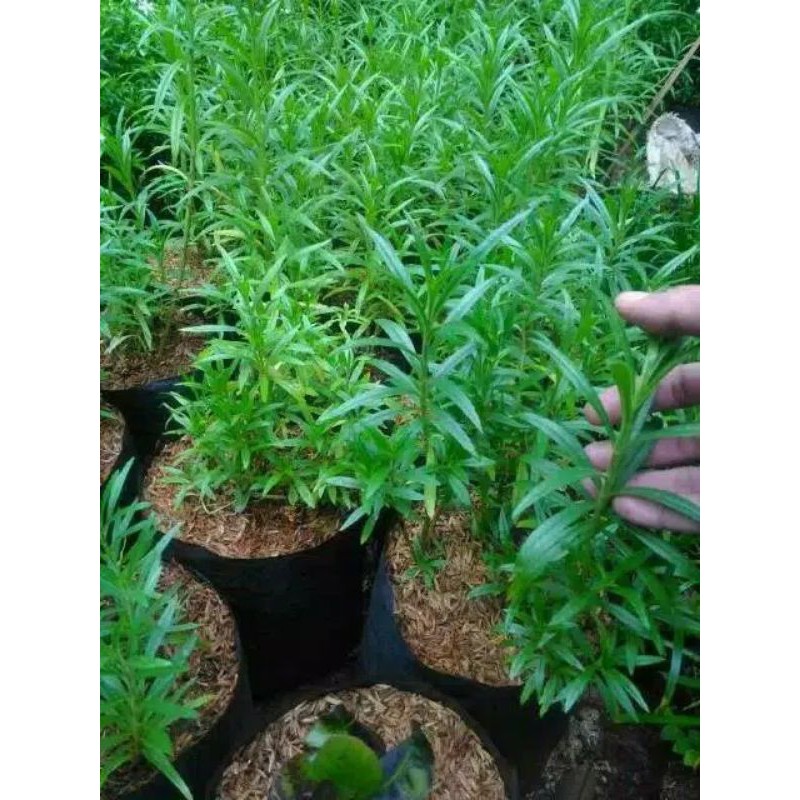 Tanaman Bunga Lavender / Tanaman  Lavender Hidup