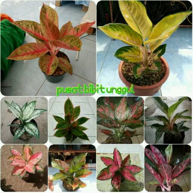 Paket 10 bibit bunga aglonema