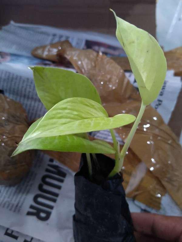 Sirih Gading Kuning(lemon)