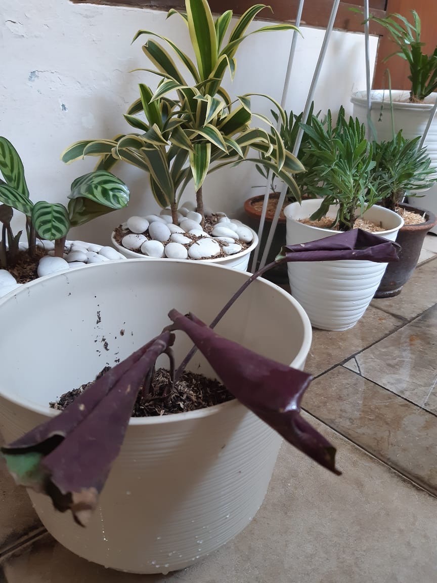 Tanaman Calathea Silver