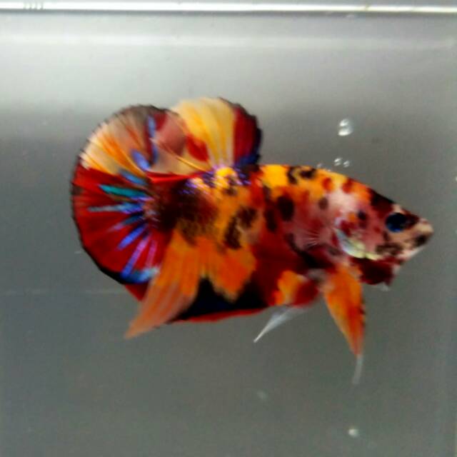 CUPANG NEMO GALAXY MULTICOLOUR