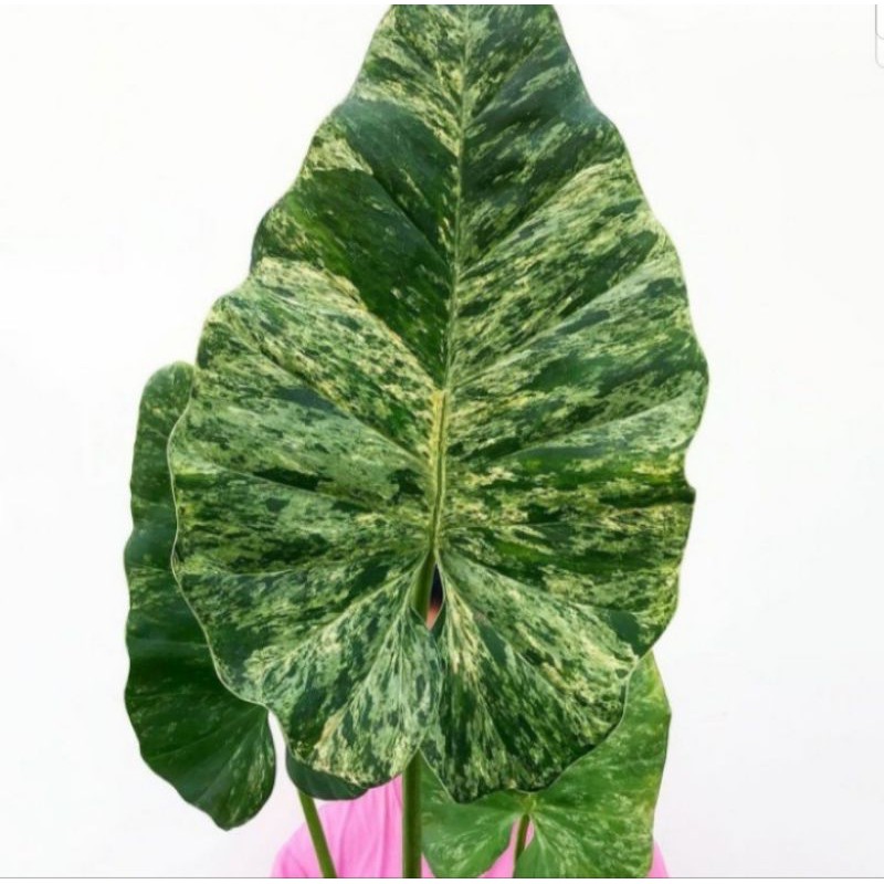 tanaman hias philodendron marble varigata