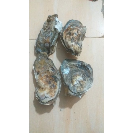 

Oyster/Kerang Tiram Fresh 1 Kg