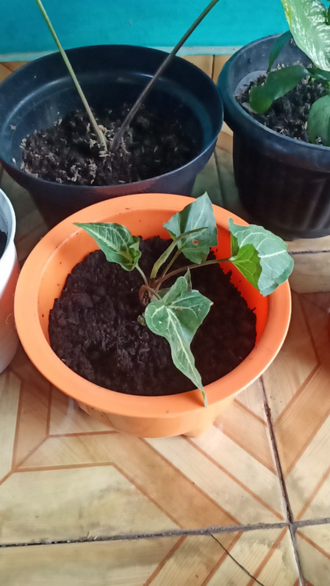 Tanaman Hias Singonim Batik Lokal Sp Tanaman Hias