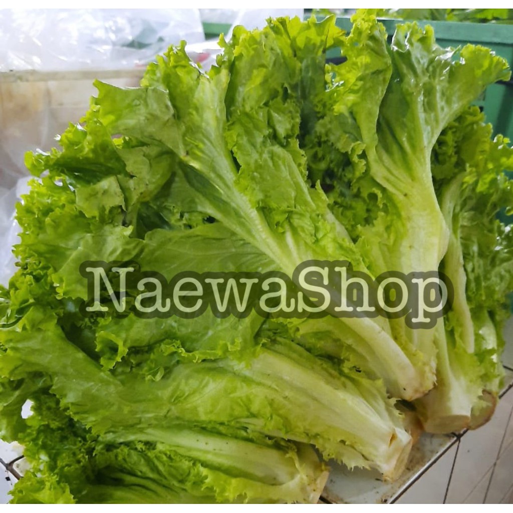 

SELADA KERITING / GREEN CURLY 250gram