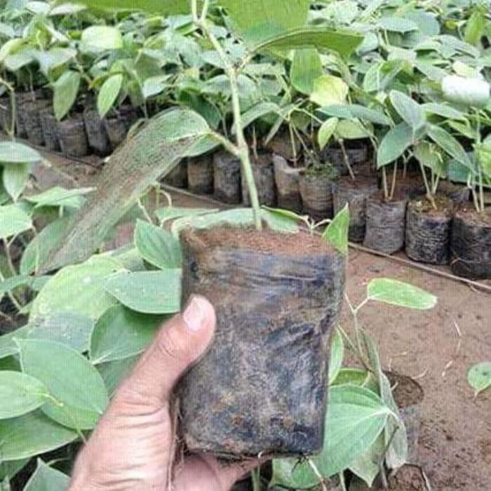 Bibit Buah Lada Merica Perdu Stek