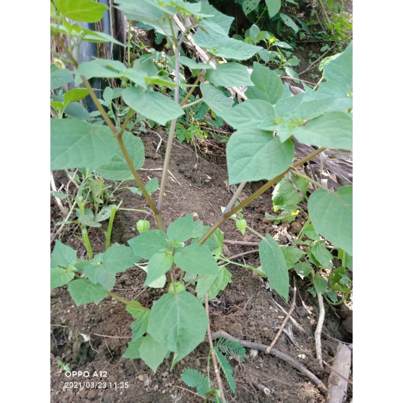 

daun ciplukan segar atau cecenet 500 gram
