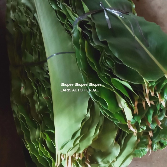 

Daun kecombrang segar herbal murah/pack