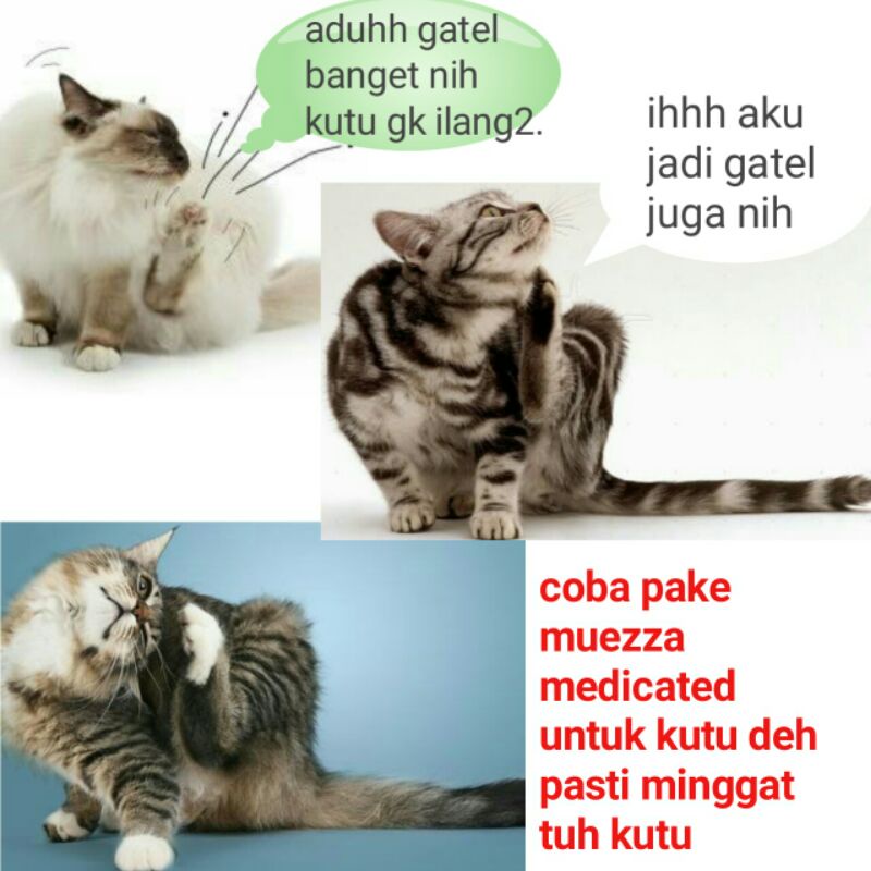 muezza medicated shampo pengobatan sampo obat anti kutu jamur tick Flea untuk kucing anjing musang murah manjur promo diskon terlaris