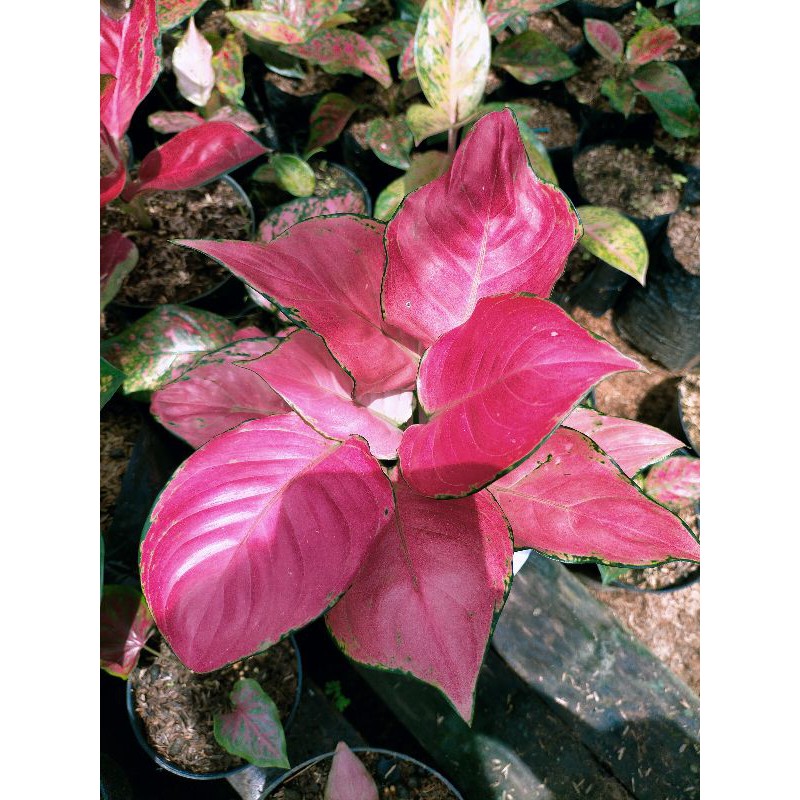 Aglonema pink catrin