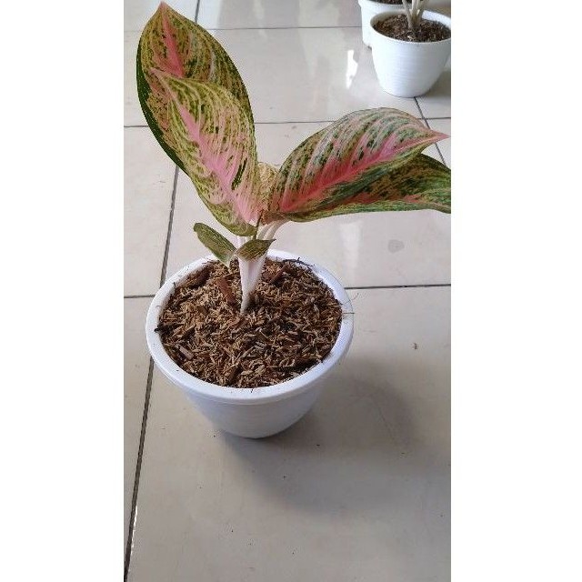 Aglonema sexy pink (Lokal)
