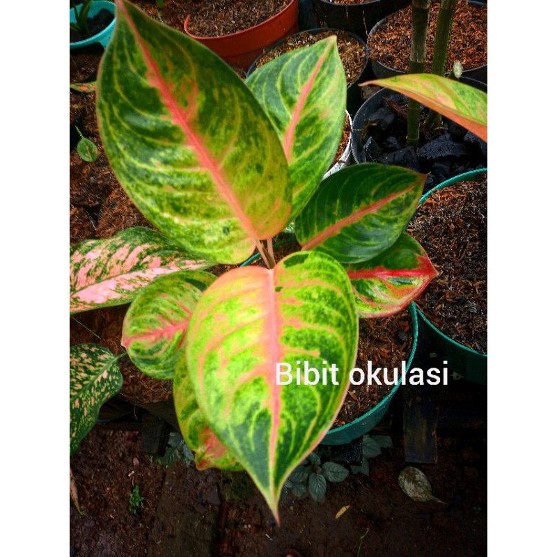 aglonema golden Siam