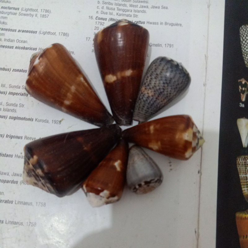 CONUS GLAUCUS, CONUS VEXILLUM