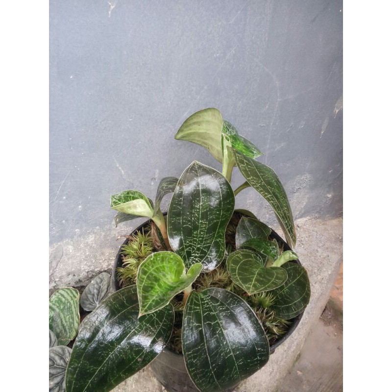 macodes jewel orchid petola