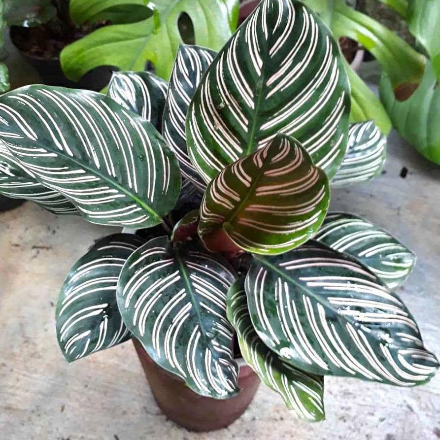 Calathea batik ornata