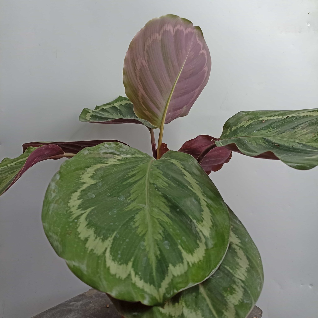 Calathea Marion - Tanaman Hias Calathea Marion
